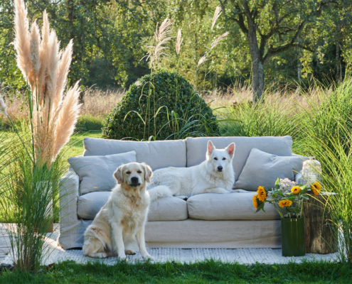 Deux chiens, l'un assis et l'autre couché sur un canapé, dans un jardin entouré de hautes herbes et de tournesols. Canape Paris by Atelier Bis