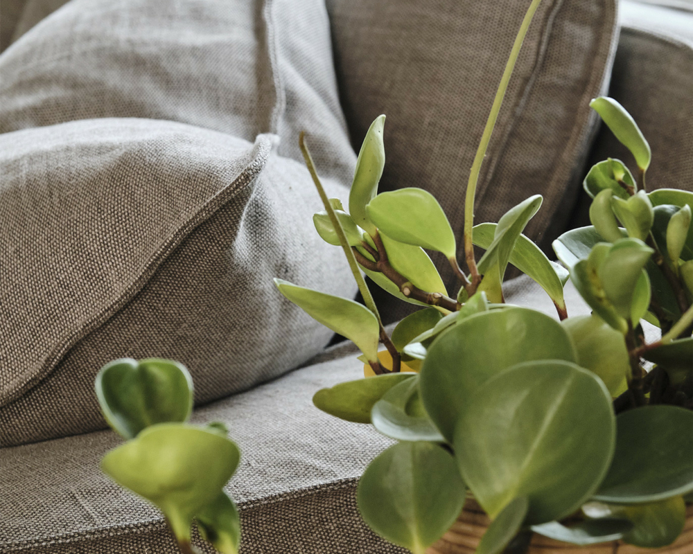 Canapé gris avec de grands coussins à côté d'une plante en pot sur une table en bois près d'une fenêtre. Canape Paris by Atelier Bis