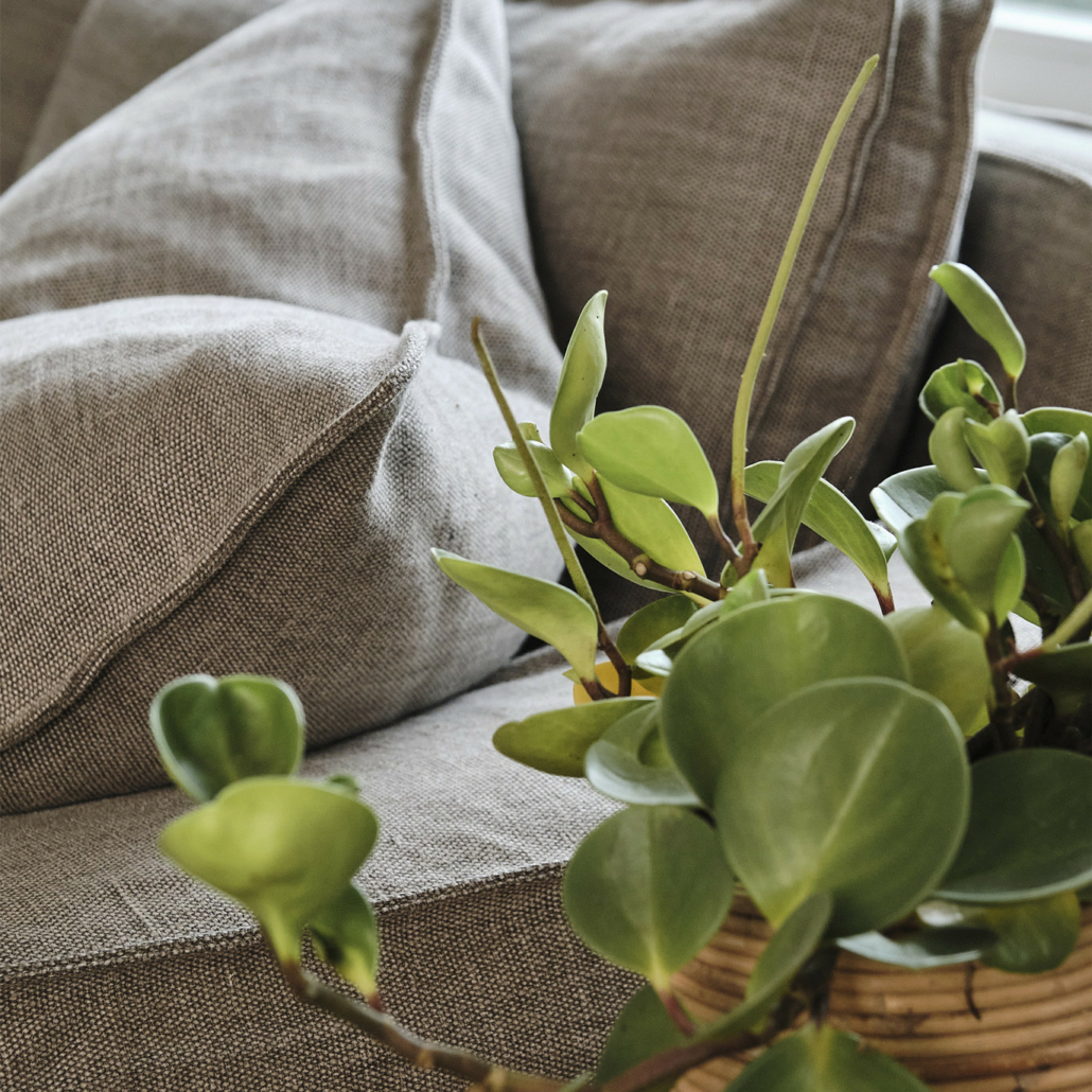 Canapé gris avec de grands coussins à côté d'une plante en pot sur une table en bois près d'une fenêtre. Canape Paris by Atelier Bis