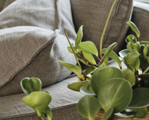 Canapé gris avec de grands coussins à côté d'une plante en pot sur une table en bois près d'une fenêtre. Canape Paris by Atelier Bis